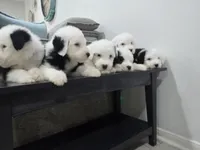 Shaggy, a male Old English Sheepdog for sale in Katy, TX – 2 of 10