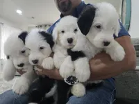 Shaggy, a male Old English Sheepdog for sale in Katy, TX – 3 of 10