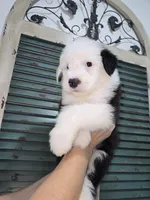 Shaggy, a male Old English Sheepdog for sale in Katy, TX – 8 of 10