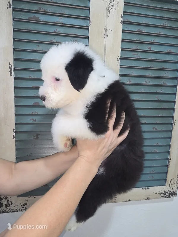 Shaggy – Old English Sheepdog puppy for sale in Katy, TX