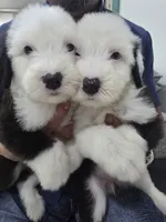 Shaggy, a male Old English Sheepdog for sale in Katy, TX – 5 of 10