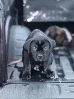Willie, a male Cane Corso for sale in Byron, GA – Photo 2 of 3