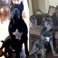 Willie, a male Cane Corso for sale in Byron, GA – Photo 1 of 3