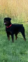 Rottweiler Puppies, a male Rottweiler for sale in Baltic, CT – 1 of 1
