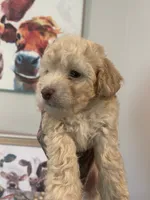Max! , a male Poodle - Toy  for sale in Searcy, AR – 1 of 1