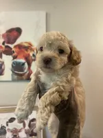 Oliver, a male Poodle - Toy  for sale in Searcy, AR – 1 of 1