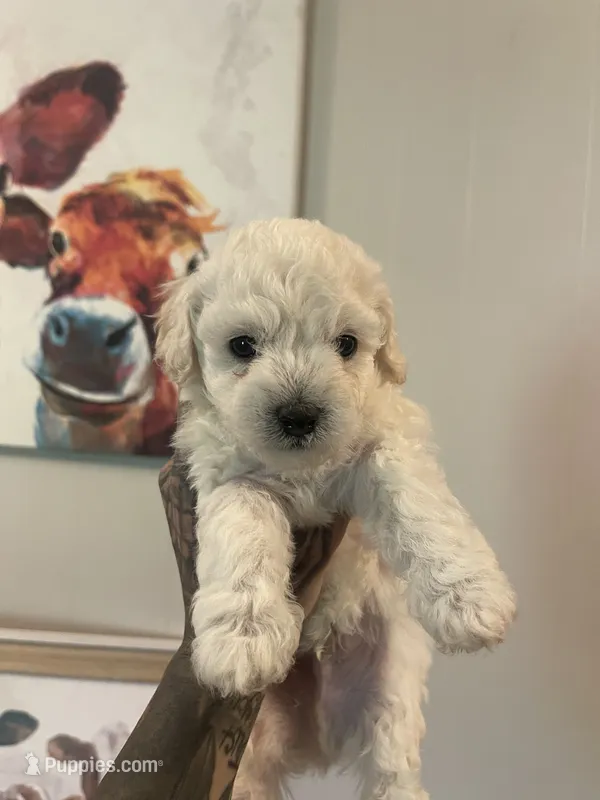 Sebastian – Poodle - Toy  puppy for sale in Searcy, AR