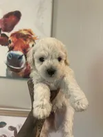 Sebastian, a male Poodle - Toy  for sale in Searcy, AR – 1 of 1