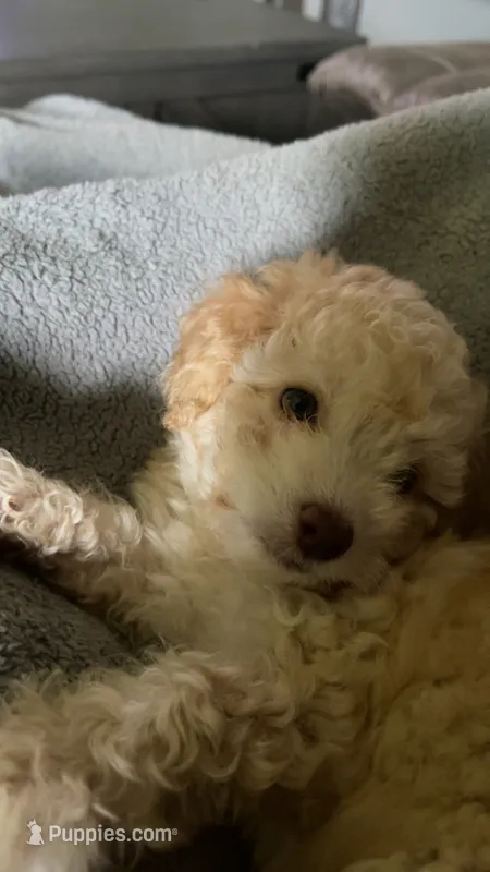 Oliver – Poodle - Toy  puppy for sale in Searcy, AR