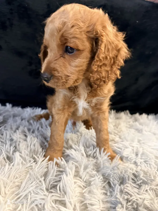 Cinnamon – Cavapoo, Miniature Goldendoodle puppy for sale in Lynwood, CA