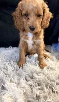 Cinnamon, a male Cavapoo and Miniature Goldendoodle for sale in Lynwood, CA – 5 of 7