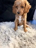 Cinnamon, a male Cavapoo and Miniature Goldendoodle for sale in Lynwood, CA – 6 of 7