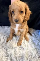 Cinnamon, a male Cavapoo and Miniature Goldendoodle for sale in Lynwood, CA – 4 of 7