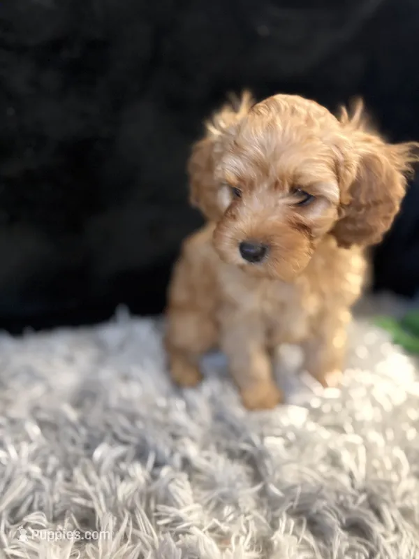 Caramel – Cavapoo, Miniature Goldendoodle puppy for sale in Lynwood, CA