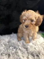 Caramel, a male Cavapoo and Miniature Goldendoodle for sale in Lynwood, CA – 1 of 4