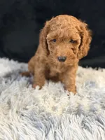 Teddy, a male Cavapoo and Miniature Goldendoodle for sale in Lynwood, CA – 4 of 5