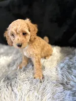 Goldie, a female Cavapoo and Miniature Goldendoodle for sale in Lynwood, CA – 3 of 4