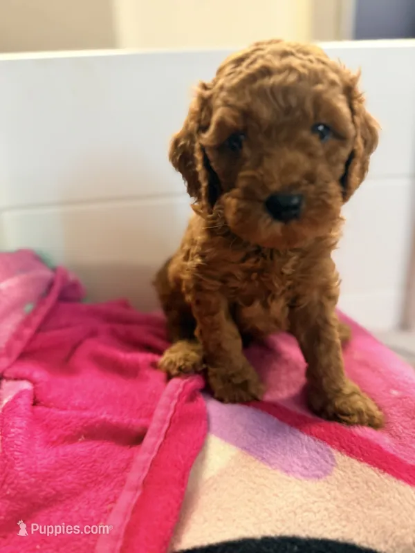 Teddy – Cavapoo, Miniature Goldendoodle puppy for sale in Lynwood, CA