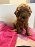 Teddy, a male Cavapoo and Miniature Goldendoodle for sale in Lynwood, CA – 1 of 5