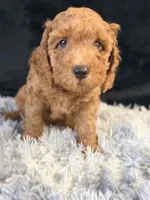 Teddy, a male Cavapoo and Miniature Goldendoodle for sale in Lynwood, CA – 2 of 5