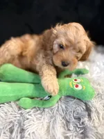 Caramel, a male Cavapoo and Miniature Goldendoodle for sale in Lynwood, CA – 4 of 4