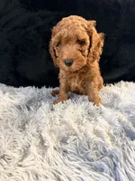 Teddy, a male Cavapoo and Miniature Goldendoodle for sale in Lynwood, CA – 5 of 5