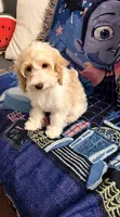 Lucy, a female Cavapoo and Miniature Goldendoodle for sale in Lynwood, CA – 6 of 6