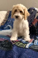 Lucy, a female Cavapoo and Miniature Goldendoodle for sale in Lynwood, CA – 4 of 6