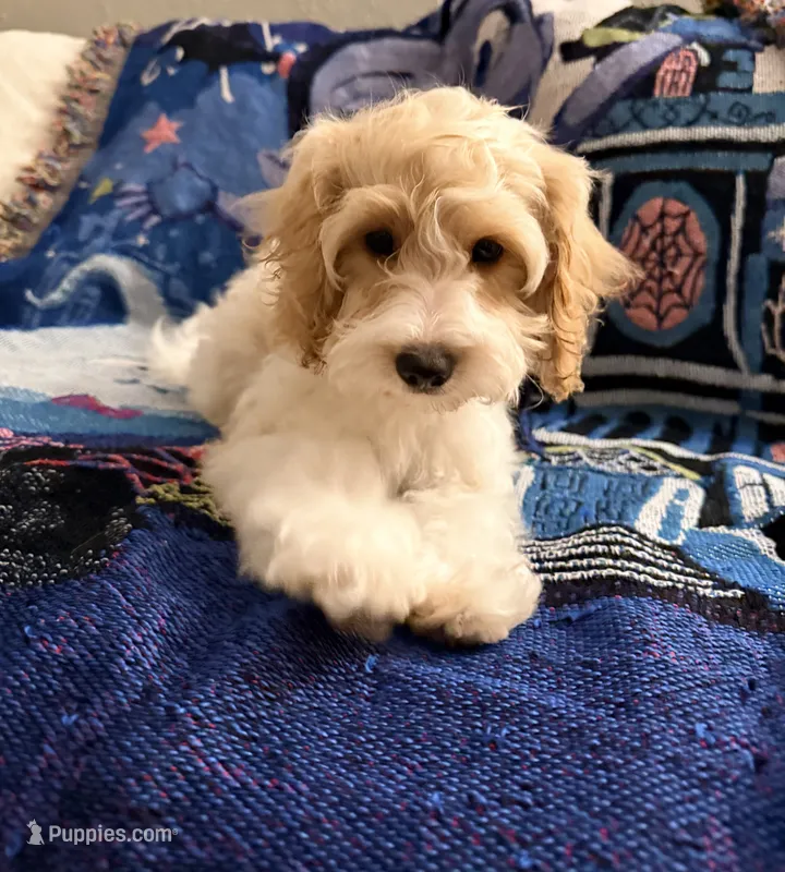 Lucy – Cavapoo, Miniature Goldendoodle puppy for sale in Lynwood, CA