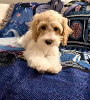 Lucy, a female Cavapoo and Miniature Goldendoodle for sale in Lynwood, CA – 1 of 6