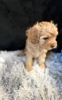 Caramel, a male Cavapoo and Miniature Goldendoodle for sale in Lynwood, CA – 2 of 4
