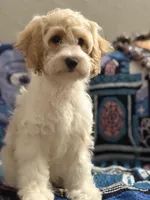 Lucy, a female Cavapoo and Miniature Goldendoodle for sale in Lynwood, CA – 3 of 6
