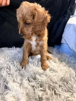 Cinnamon, a male Cavapoo and Miniature Goldendoodle for sale in Lynwood, CA – 7 of 7