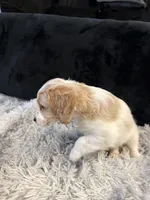 Cupid, a male Cavapoo and Miniature Goldendoodle for sale in Lynwood, CA – 3 of 5