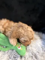 Caramel, a male Cavapoo and Miniature Goldendoodle for sale in Lynwood, CA – 3 of 4