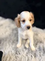 Cupid, a male Cavapoo and Miniature Goldendoodle for sale in Lynwood, CA – 5 of 5