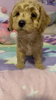 Goldie, a female Cavapoo and Miniature Goldendoodle for sale in Lynwood, CA – 2 of 4