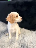 Cupid, a male Cavapoo and Miniature Goldendoodle for sale in Lynwood, CA – 4 of 5