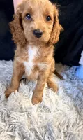 Cinnamon, a male Cavapoo and Miniature Goldendoodle for sale in Lynwood, CA – 3 of 7