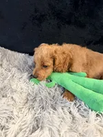 Cinnamon, a male Cavapoo and Miniature Goldendoodle for sale in Lynwood, CA – 2 of 7