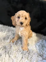 Goldie, a female Cavapoo and Miniature Goldendoodle for sale in Lynwood, CA – 4 of 4