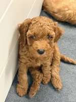 Teddy, a male Cavapoo and Miniature Goldendoodle for sale in Lynwood, CA – 3 of 5