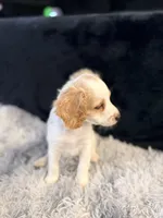 Cupid, a male Cavapoo and Miniature Goldendoodle for sale in Lynwood, CA – 2 of 5