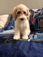 Lucy, a female Cavapoo and Miniature Goldendoodle for sale in Lynwood, CA – 5 of 6