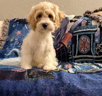 Lucy, a female Cavapoo and Miniature Goldendoodle for sale in Lynwood, CA – 2 of 6
