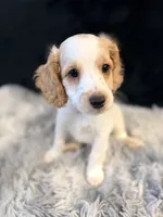 Cupid, a male Cavapoo and Miniature Goldendoodle for sale in Lynwood, CA – 1 of 5