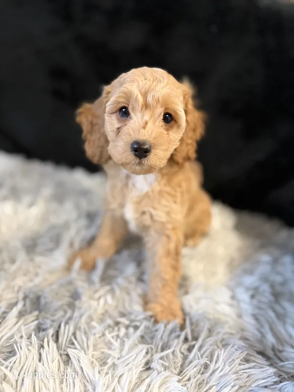 Goldie – Cavapoo, Miniature Goldendoodle puppy for sale in Lynwood, CA