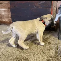 orange, a male Anatolian Shepherd Dog for sale in Magnolia, OH – Photo 1 of 2
