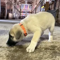 orange, a male Anatolian Shepherd Dog for sale in Magnolia, OH – Photo 2 of 2
