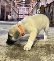 processed/a4b84342-866a-458b-8808-d83f11681bb2/listing/4bef243a-6c43-4e7d-a5ce-964be55e285d/866ec9cc-6b50-477b-8d9f-ba9e2062e8f2